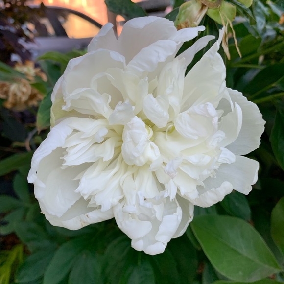 Meet your Posher, Kim - Picture 1 of 1